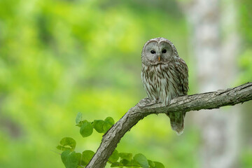 春のエゾフクロウ