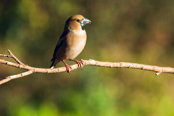 Fototapeta premium Close up of Wild bird Hawfinch