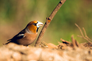 Fototapeta premium Wild bird Hawfinch (Coccothraustes Coccothraustes) eating sunflower seeds on the ground