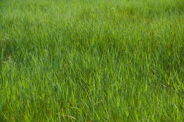 A spikelet of a wild or cultivated plant. Fluffy brushes on a thin stem.