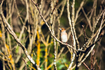 Wild bird Hawfinch in the forest