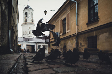 Fototapeta na wymiar A flock of pigeons on dank paving stones. Viborg. Vilpuri.