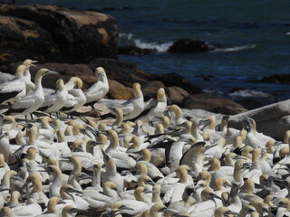 Garden Route & Lamberts Bay 