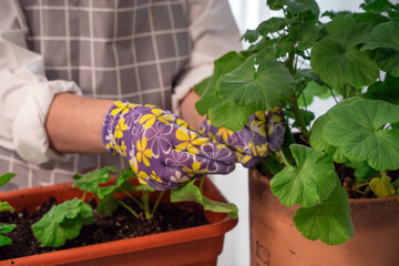 A florist woman replants, leaves, takes care of, creates a beautiful planter from pilargonium flowers. Beautiful fresh bouquet. Education, master classes and floristry courses. European flower