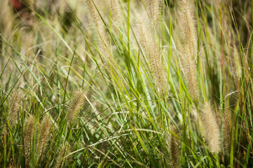 A spikelet of a wild or cultivated plant. Fluffy brushes on a thin stem.