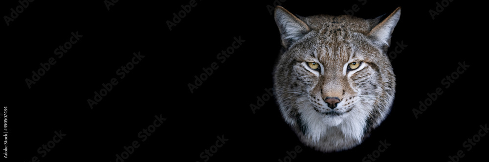Canvas Prints template of a lynx with a black background