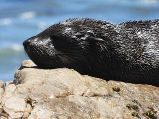 Garden Route & Lamberts Bay 