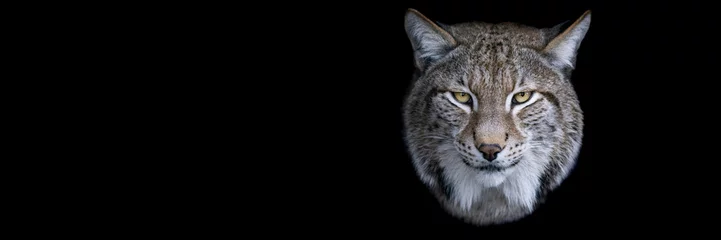 Wall murals Lynx Template of a lynx with a black background