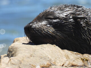 Garden Route & Lamberts Bay 