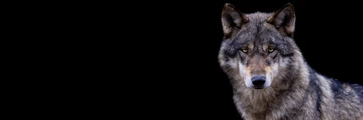Selbstklebende Fototapeten Template of a grey wolf with a black background © AB Photography