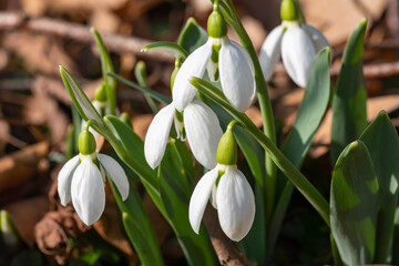 Close-up of the first blooming snowdrops as a herald of the coming spring 