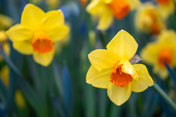 Close up of yellow flowering daffodils against a blurred green background