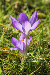 Close-up of purple flowering crocuses in front of a green lawn 