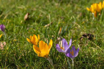 Close up of yellow and purple flowering crocuses on a green lawn 