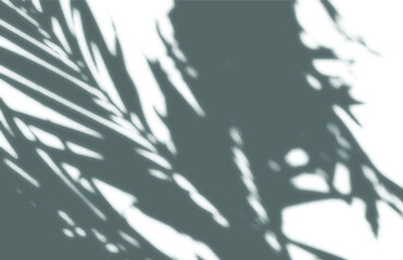 shadow overlay vector isolated on transparent background for presentations and mock ups, minimal tropical plants and window frame scene, indoor light effect with sunshine and rays
