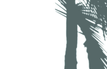 shadow overlay vector isolated on transparent background for presentations and mock ups, minimal tropical plants and window frame scene, indoor light effect with sunshine and rays
