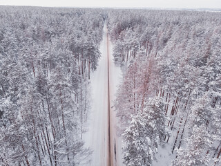 First snow in spruce tree forest. Driving in forest after snowfall, aerial drone view. Snowy forest...