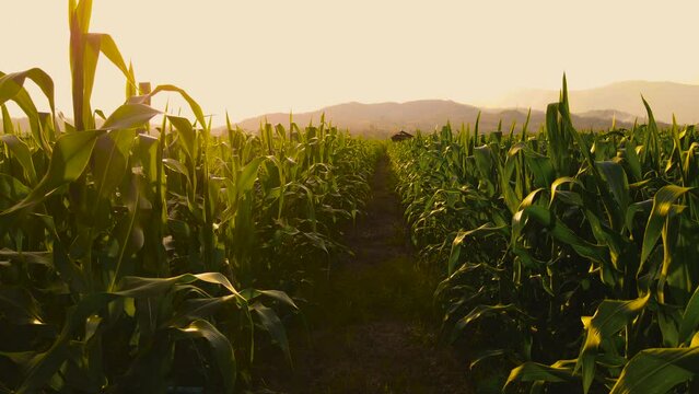Camera point of view farmer walking through the cornfield in the evening and light sunset, green maize corn crops in crops in agriculture, animal feed agricultural industry