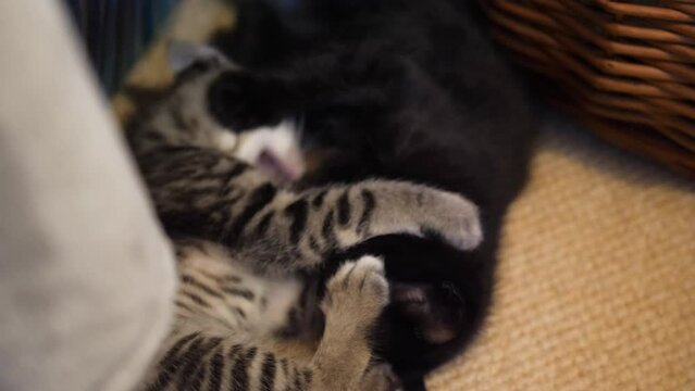 Tabby and black brother kittens play fight at seven weeks old.