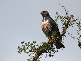 garden route game reserve