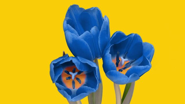 A bouquet of beautiful blue tulips on a yellow background, the colors of the flag of Ukraine, the concept of the struggle for independence and inviolability, confrontation