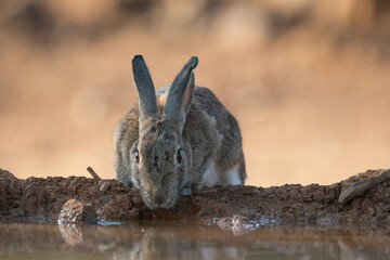 A wild rabbit drinking water © tomifj94