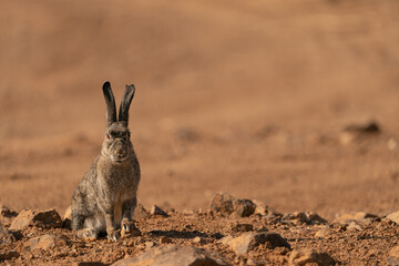 A wild common rabbit in its natural environment in the south of Spain