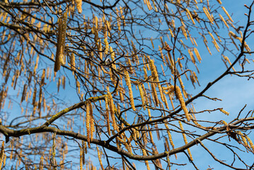 Corylus colurna, the Turkish hazel tree blooming outdoor in garden