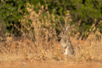 Naklejka na ściany i meble A wild common rabbit in its natural environment in the south of Spain