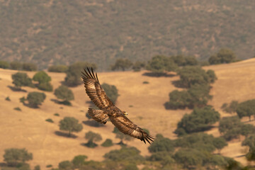 A wild golden eagle flying in the mountains of Spain.
