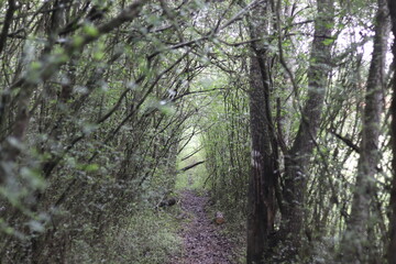 Obraz premium Wooded tunnel