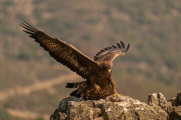 A golden eagle hunting a small rabbit in a rock in the south of Spain.