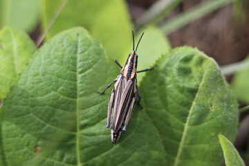 Grasshopper