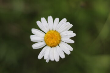 White Flower