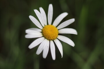 Obraz premium White Flower