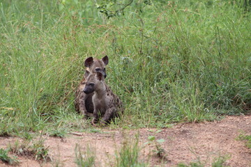 Spotted hyena pups, Kruger National Park, South Africa