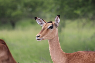 Impala Buck, Kruger National Park, South Africa