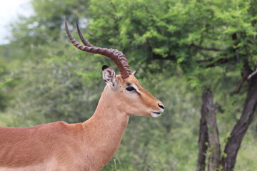 Impala Buck, Kruger National Park, South Africa