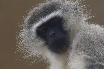 Vervet Monkey, close up