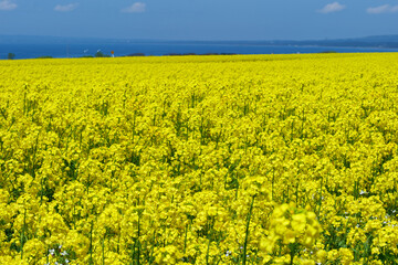 Obraz premium 横浜町の菜の花畑。横浜、青森、日本。5月中旬。