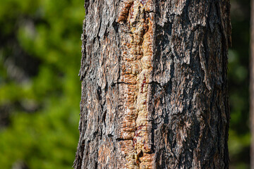 Pine tree trunk close-up. Ecology and forestry concept