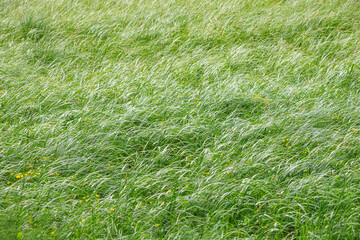 A clearing with juicy green grass in a meadow
