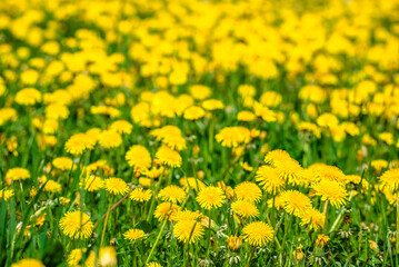 Fototapeta premium Field of yellow dandelion flowers. Spring natural background.
