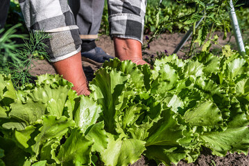 Fresh green lettuce salad from the ground. Farmer picking vegetables, organic produce harvested from the garden, organic farming concept.