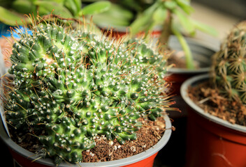 Mammillaria Painteri cactus in the garden