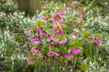 Hellebores blooming in a winter garden