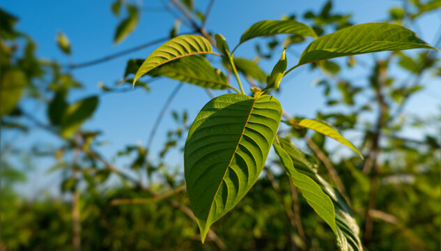 Mitragyna speciosa korth or kratom leaves It is a medicinal plant popular in thailand