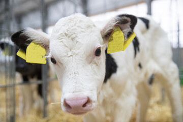 Juveniles are species of artiodactyls. Calves, young cattle of both sexes under the age of one...