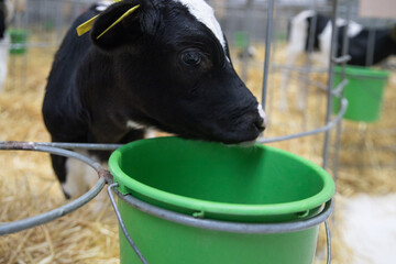 Juveniles are species of artiodactyls. Calves, young cattle of both sexes under the age of one...