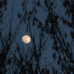 Waxing Gibbous moon on evening sky between silhouette tree twigs - landscape